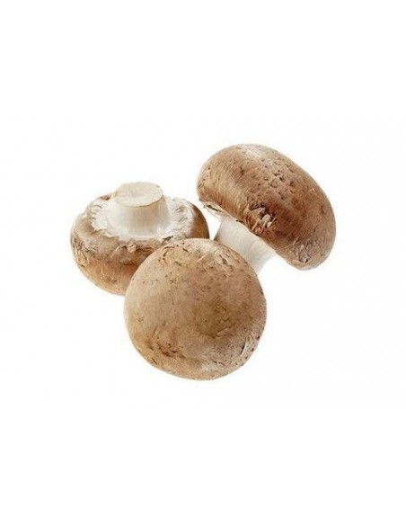 porcini