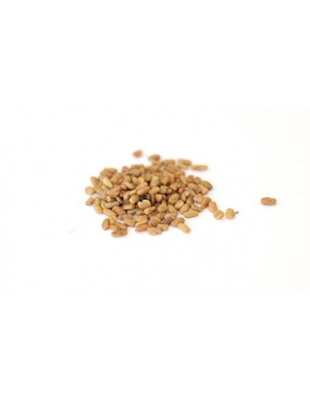 fenugreek