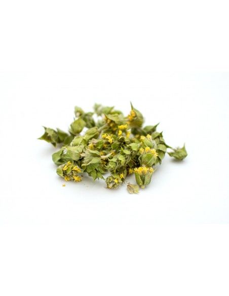 greek mountain tea bunch